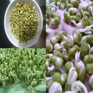  Đậu xanh chuyên làm giá 500gr  hạt nhỏ  tỉ lệ nảy mầm 100%  1kg đậu được 7-9 kg giá sạch  Thiên Thảo Organic 