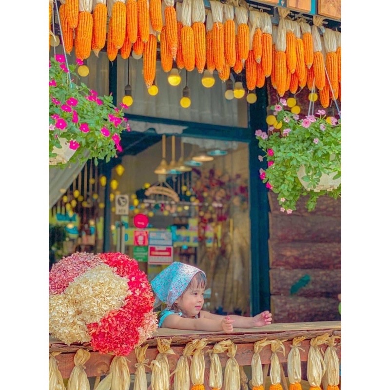 Trái bắp ngô khô decor ⚡ HÀNG LOẠI 1 ⚡ Trái bắp khô decor hàng thật - đồ decor trang trí nhà cửa độc lạ