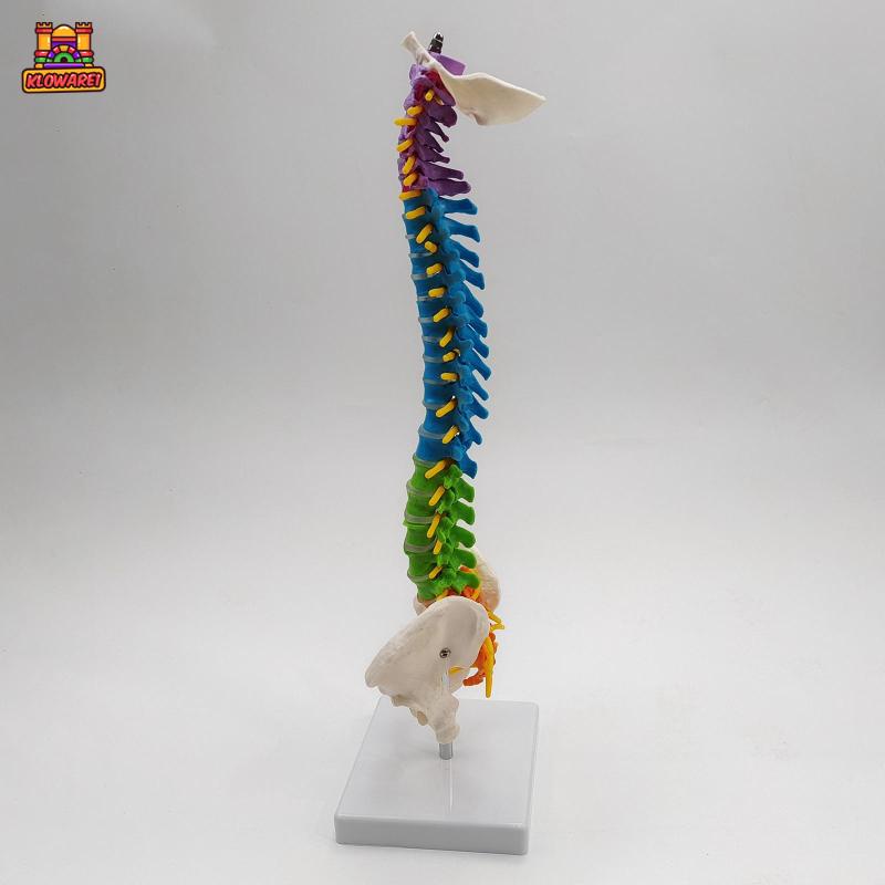 Predolo  Giá Đỡ Mô Hình Xương Cột Sống Linh Hoạt Có Chân Đứng Pelvis