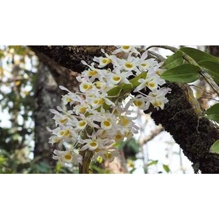 Hoa Lan quý hiếm hoàng phi hạc(1 khóm)