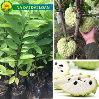 Cây giống na dai Đài loan Đài Loan, cây giống khỏe, nhanh cho quả, dễ trồng, không kén đất