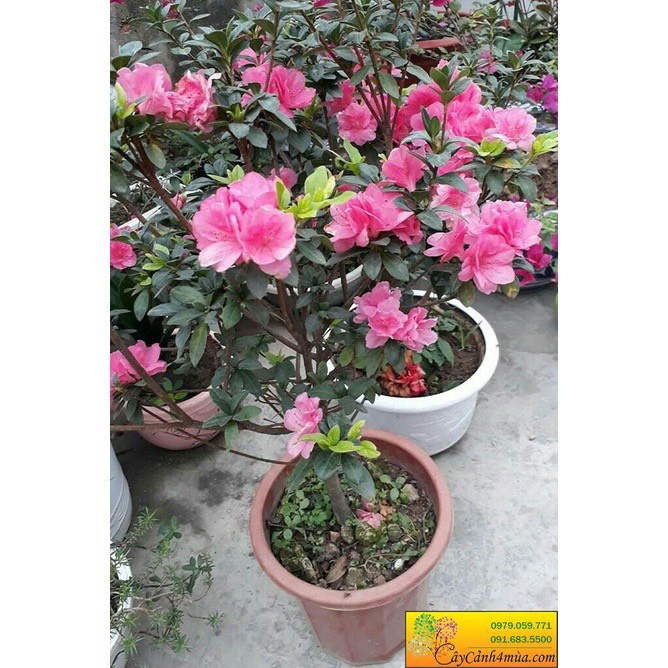 Cây Đỗ Quyên sắp có hoa