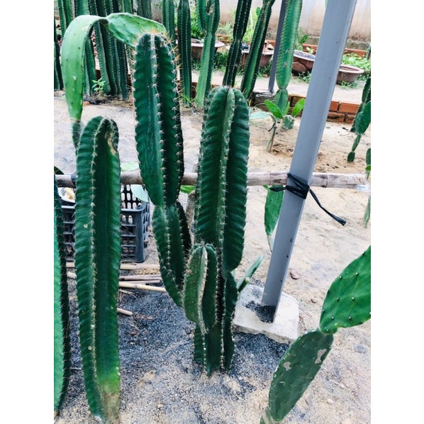 Xương Rồng Trụ dạng nhánh, thân cổ thụ , cao, to làm decor trang trí