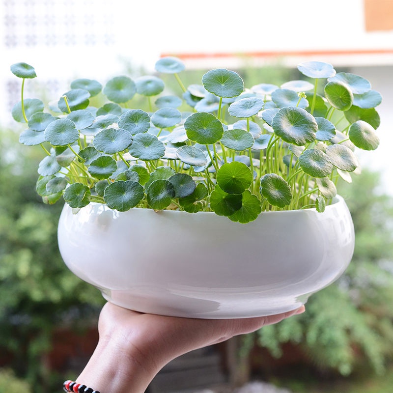 Chậu Hoa Bằng Gốm Sứ Hình Hoa Sen Trong Suốt Không Lỗ Trang trí hoa Chậu Trồng Cây - Chậu Men Trơn Bát Tràng Nhiều Mẫu, Trồng Sen Đá, Xương Rồng, Cây Mini, Cây Để Bàn