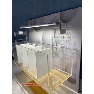 Bể cá betta, Bể cá Acrylic, Bể cá vách ngăn