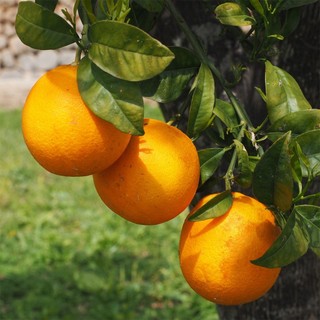 Cây giống cam valencia , cam v2 siêu ngon