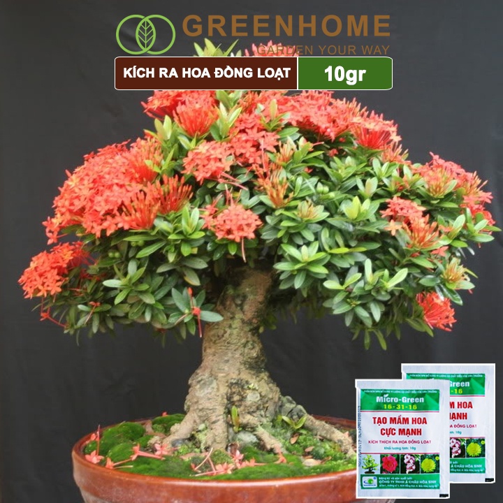 Phân kích ra hoa, Greenhome, micro green 16-31-16, gói 10gr, tạo mầm hoa cực mạnh, thúc đẩy ra hoa đồng loạt