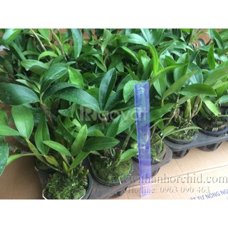 [Giá hủy diệt] hoa lan kiều tím. trắng, vàng