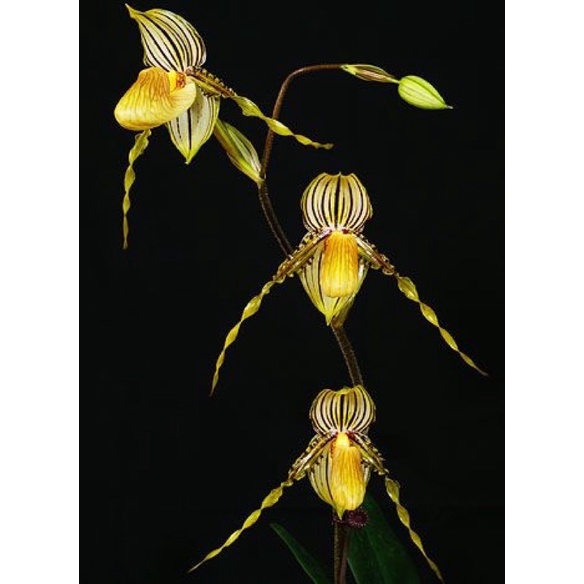 Hoa lan hài râu Chơi tết