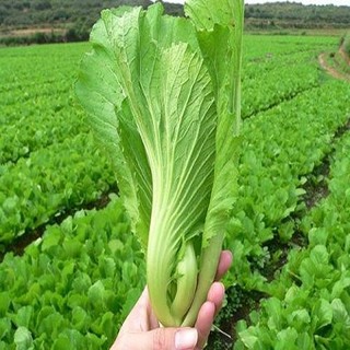 Hạt giống Cải Bẹ Dưa (20g)