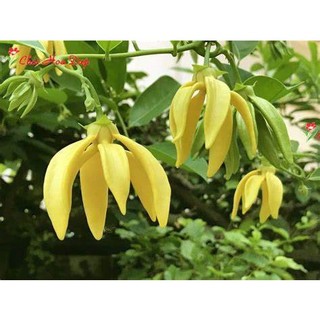 CÂY GIỐNG HOA DẺ THƠM( CÂY GIỐNG GỬI KHÁCH NHƯ HÌNH CUỐI)