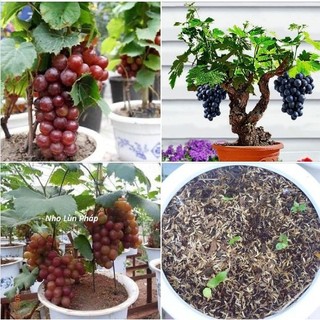Hạt giống nho lùn pháp ( bonsai - gói 10 hạt) -[mua 5 tặng 1 cùng loại dễ trồng, siêu đẹp, trái nhiều]