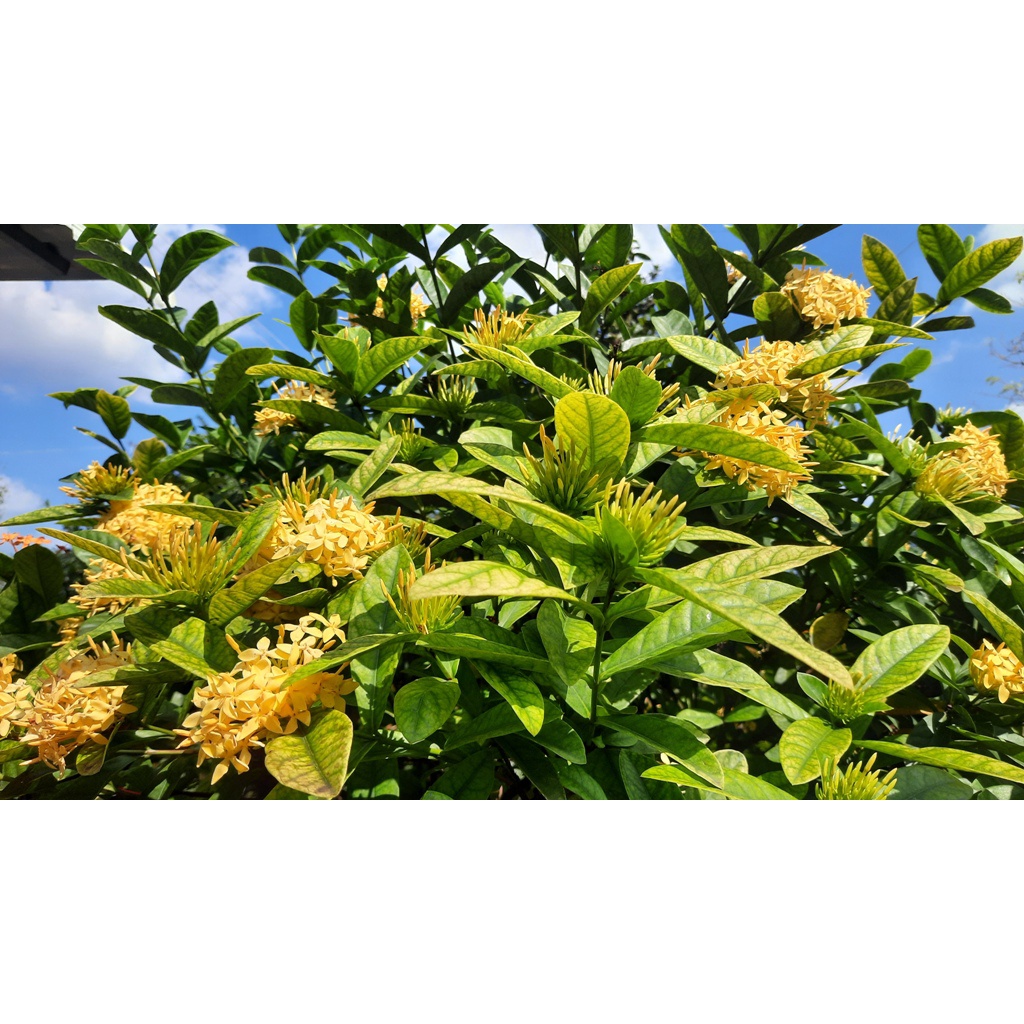 Hoa mẫu ĐƠN VÀNG lá to, Hoa to cực đẹp, thơm- hoa trang vàng lá to - cây dáng 1 thân (cây 1 cốt)