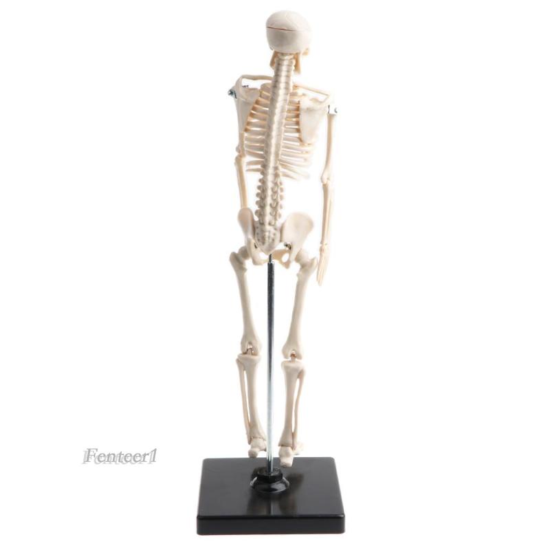 Mô Hình Bộ Xương Người Bằng Nhựa PVC 42cm 1 [Fenteer1]