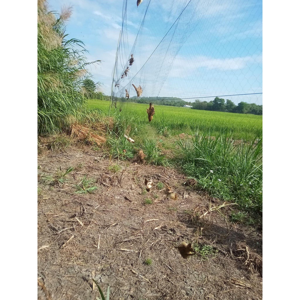 Lưới bẫy chim tàn hình dài 20m mắt 3p đánh ri,khuyên,sâu,hút mật,sẻ chào mào