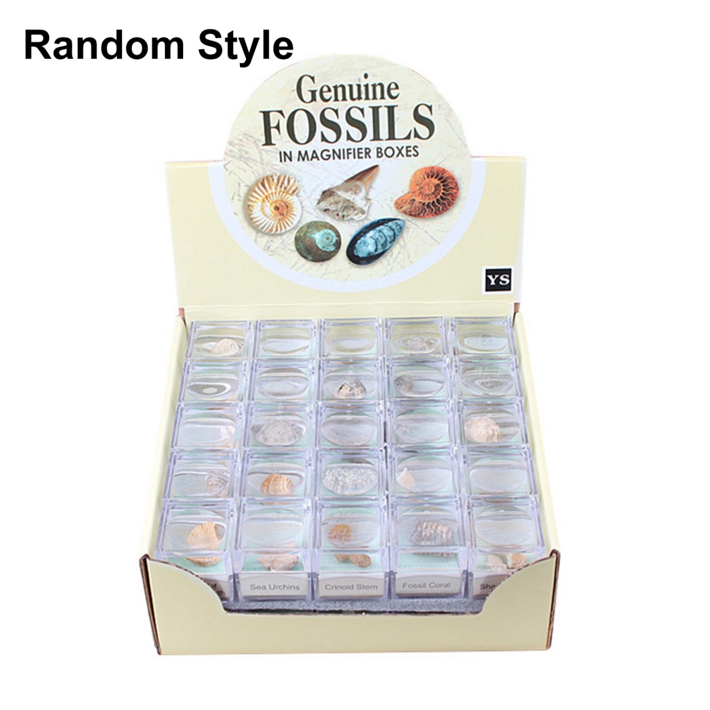 Đá Hóa Thạch Cá Mập Ammonite
