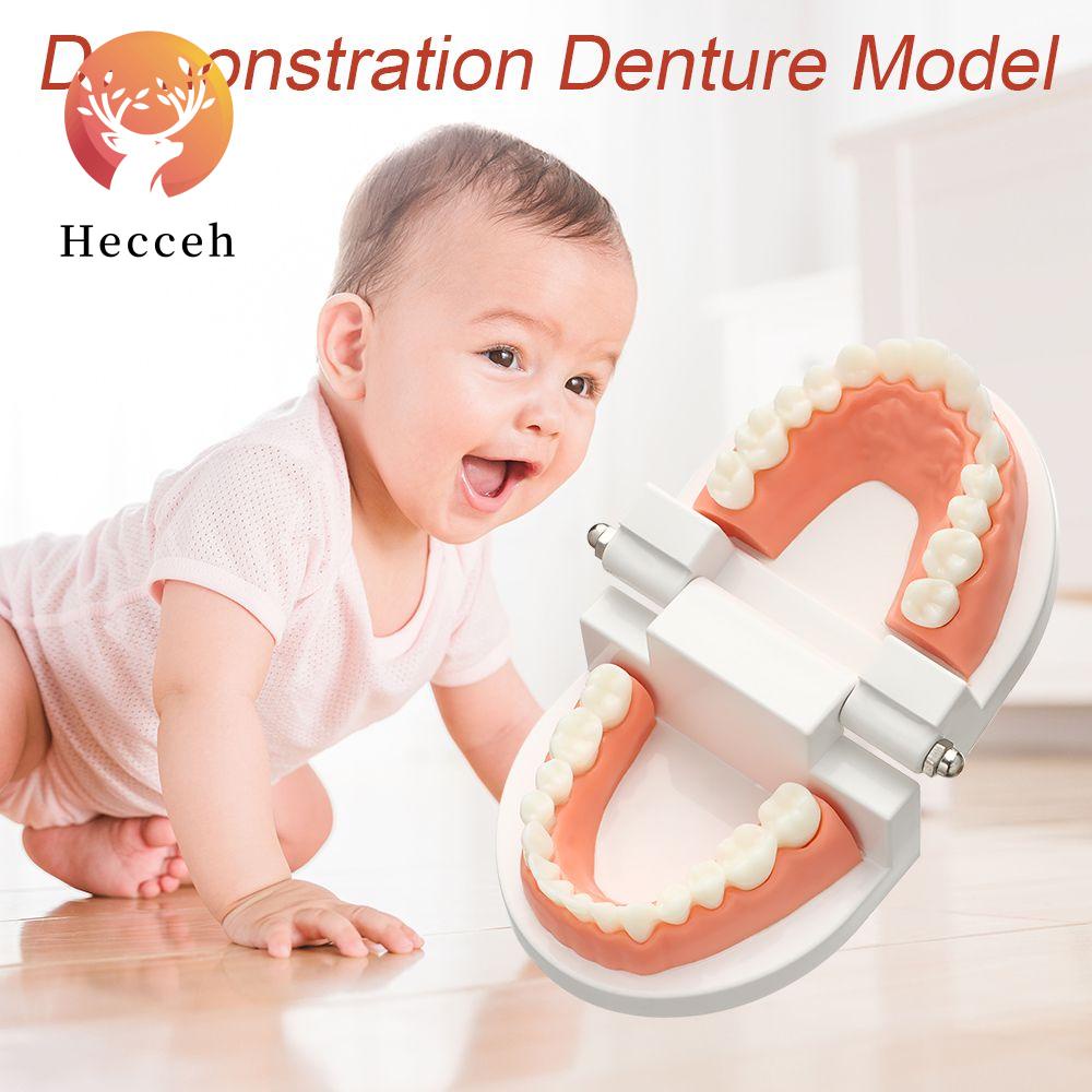 HECCEH Mô Hình Hàm Răng Tiêu Chuẩn Giáo Dục Sớm Cho Bé