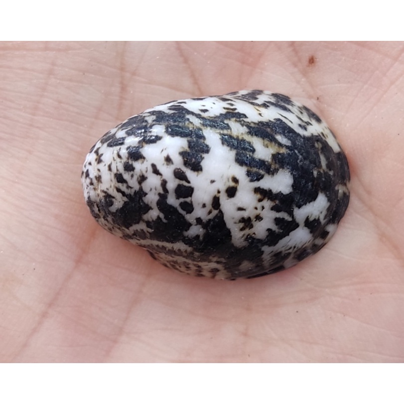 Vỏ ốc móng ngựa size baby họa tiết ngẫu nhiên OMH Thanh Xuân