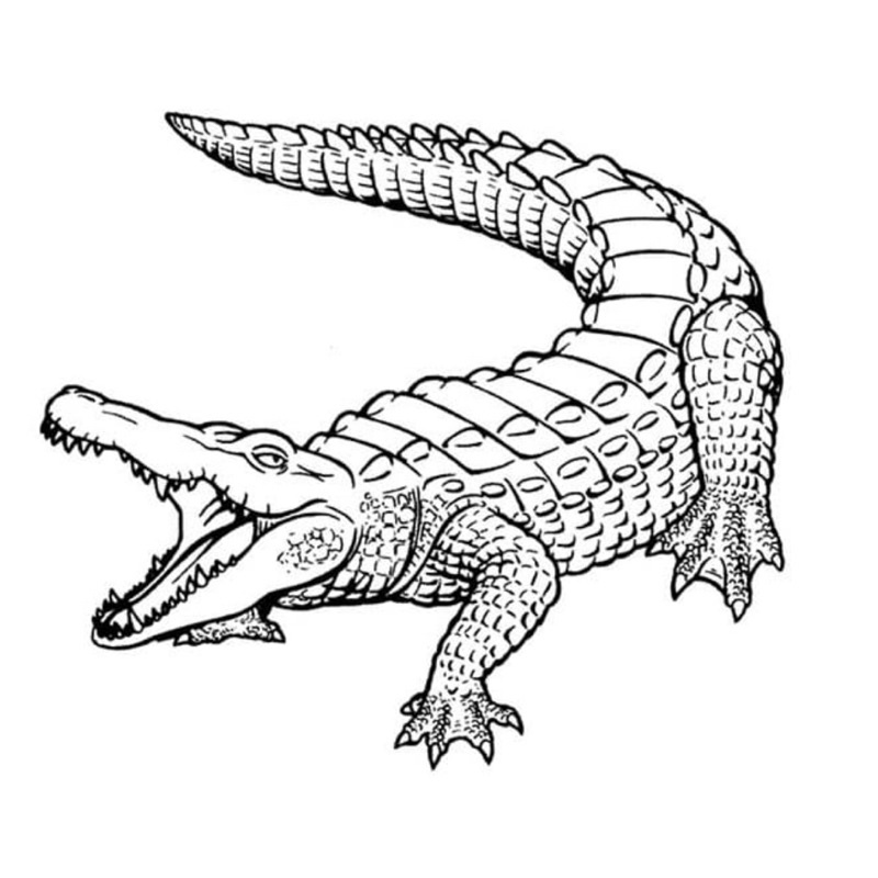 Crocodile Cá sấu - Set 20 Tờ Tranh Tô Màu A4 A5 Dành Cho Màu Sáp, Màu Chì - MANGA ANIME COMIC tô màu