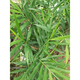 lá gừng tươi ( chuyên cây giống )
