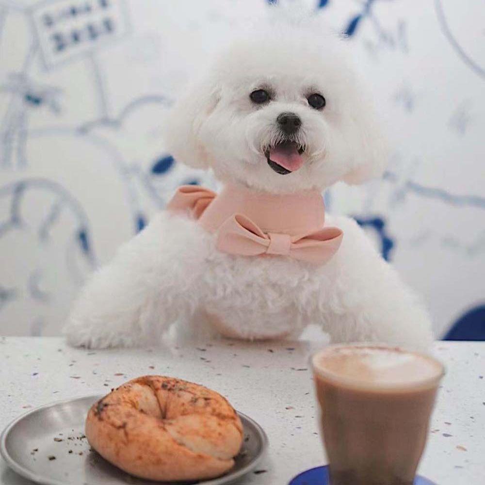 [COD] Dây Dắt Thú Cưng Đi Dạo Thiết Kế Thoáng Khí Cỡ Nhỏ / Vừa / Lớn Thời Trang Tiện Dụng