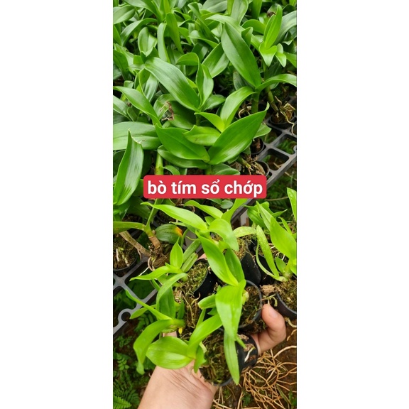 Denro Bò tím và bò tím số chớp 5% hàng cây giống