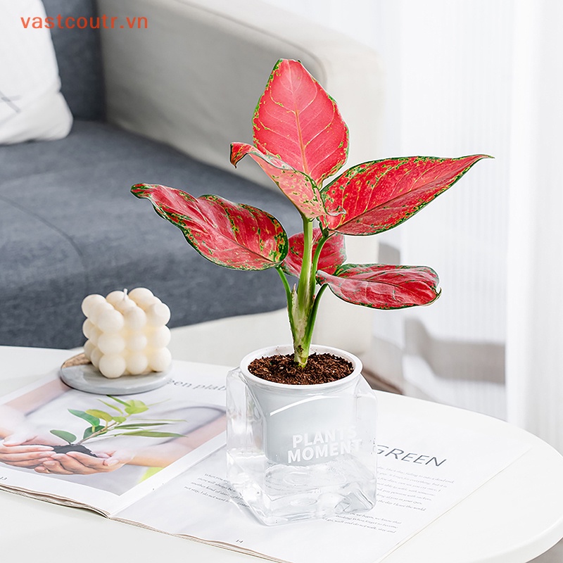 1 Chậu Trồng Cây Hấp Thụ Nước Hình Vuông Sáng Tạo Trang Trí Nội Thất