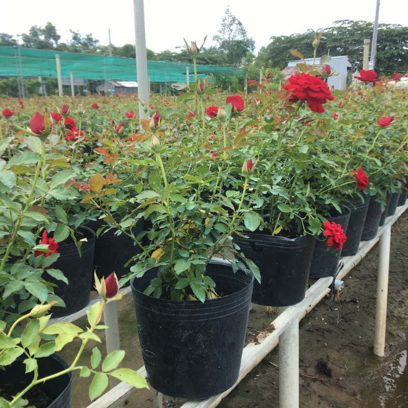 Hoa hồng siêu bông cây trồng bầu C8 cao khoảng 30 cm tượng trưng cho tình yêu vĩnh hằng, mối tình cảm cao quý và sâu đậm