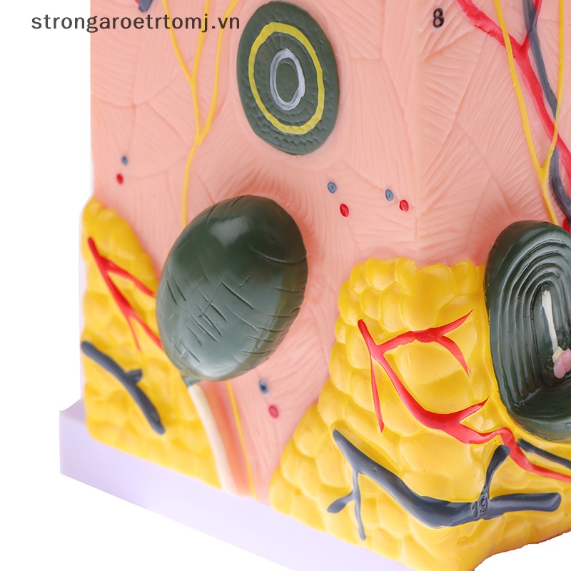 Mô Hình Cấu Trúc Da Người Strongaroetrtomj 35 / 50 Giờ