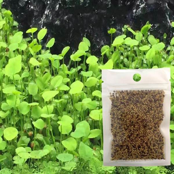 [HCM]Hạt giống thủy sinh (Cây Clover)