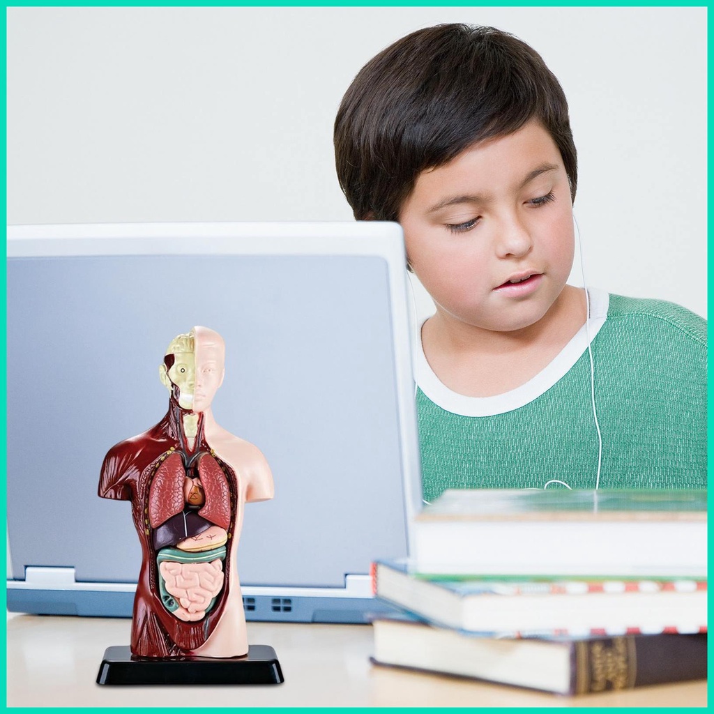 Bộ 6 Mô Hình Cơ Thể Người Torso Bằng PVC Dành Cho Học Sinh