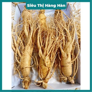 Sâm Tươi Hàn Quốc 5 củ /1kg