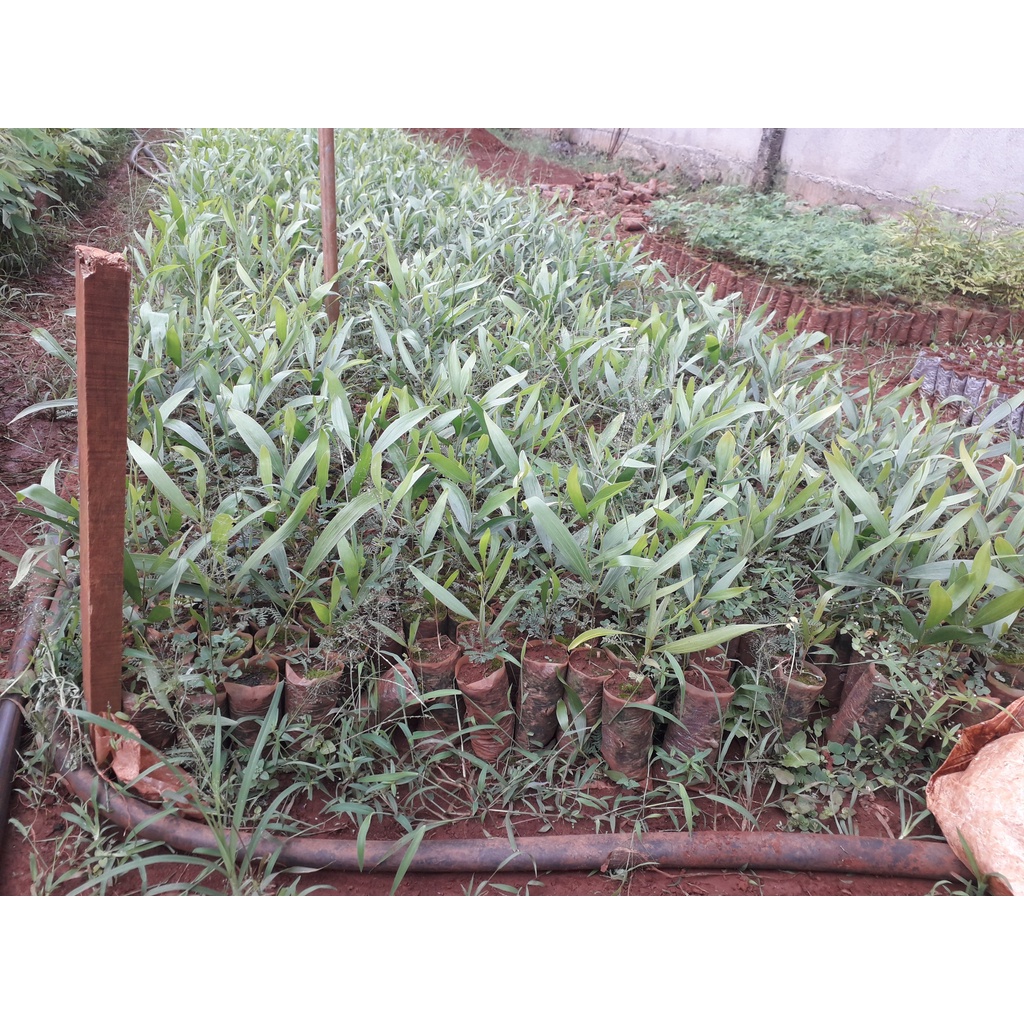 CÂY GIỐNG KEO LAI (GHN Express)