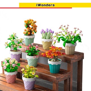 Bộ sưu tập chậu cây IWONDERS8 series hoa cảnh cho bạn gái