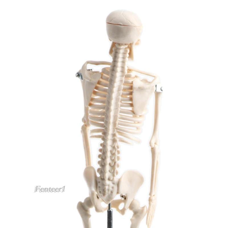 Mô Hình Bộ Xương Người Bằng Nhựa PVC 42cm 1 [Fenteer1]