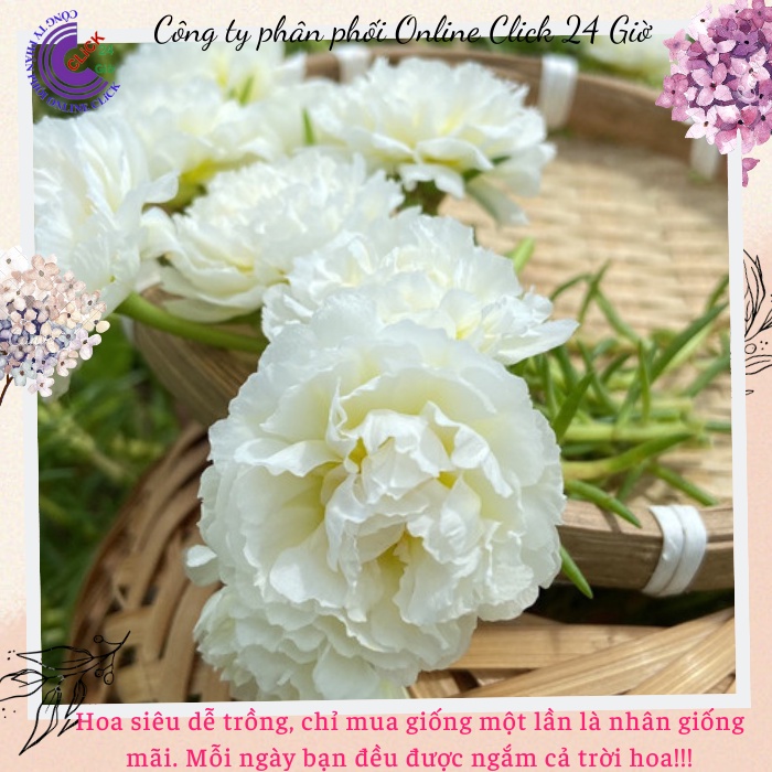 Hoa Mười Giờ Trắng Bạc Hà hoa mười giờ MiMa market