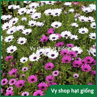50 hạt giống hoa cúc châu phi (cúc nam phi)