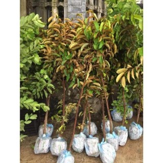 Vú sữa tím MICa cây choai trồng nhanh cho quả , cây đẹp, giống chuẩn
