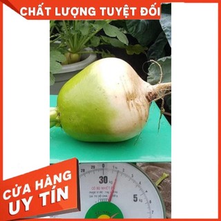 CỦ CẢI HÀN QUỐC SIÊU TO KHỔNG LỒ