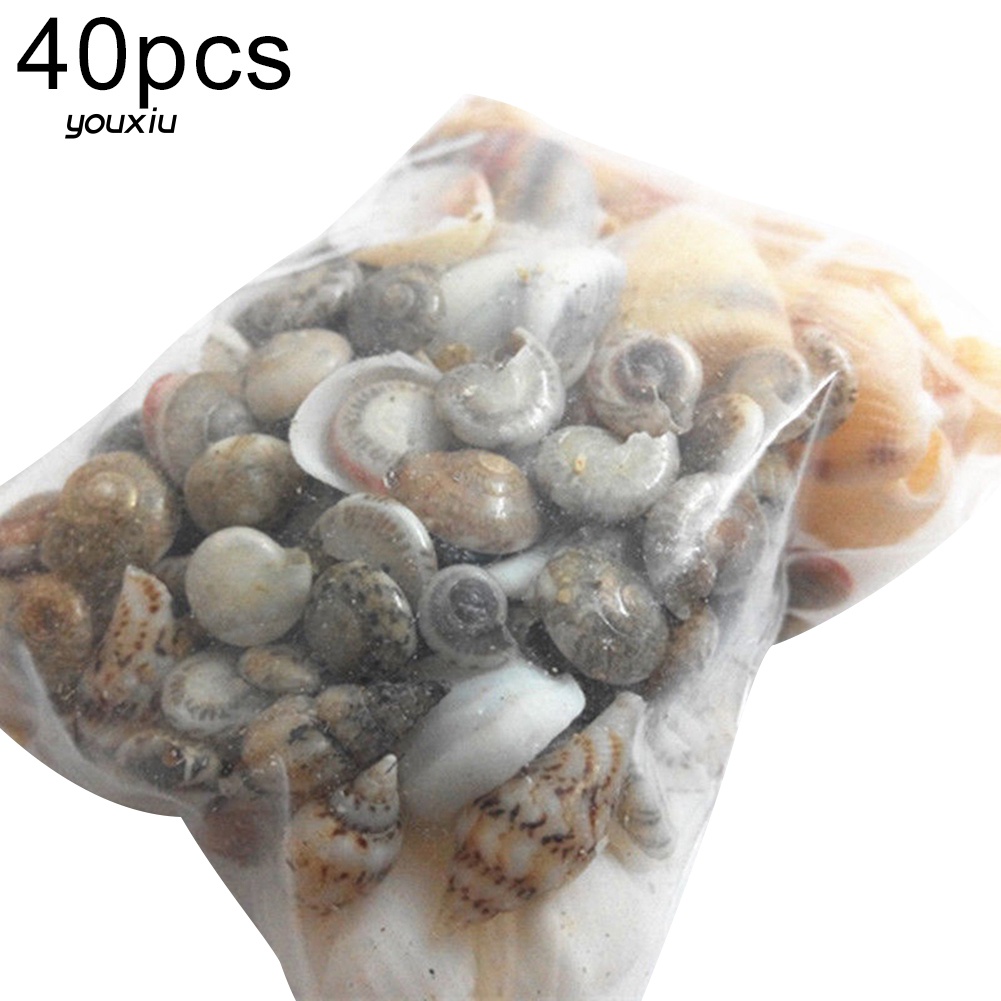 Set 40 Mô Hình Vỏ Sò / Ốc Sò Mini Trang Trí Cây Cảnh DIY