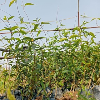 5 CÂY THÌA CANH ( lá to - lá nhỏ)- cây dược liệu
