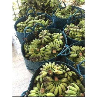 Cây giống chuối sáp NGHỆ (siêu SỚM) (chuyên cây giống)