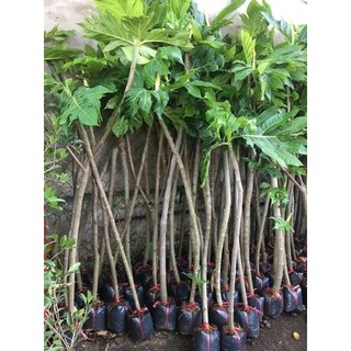 [Nhu_Mai_Garden]Cây sa kê cây lớn