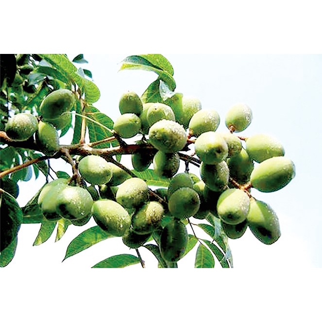 CÂY GIỐNG CÂY TRÁM XANH