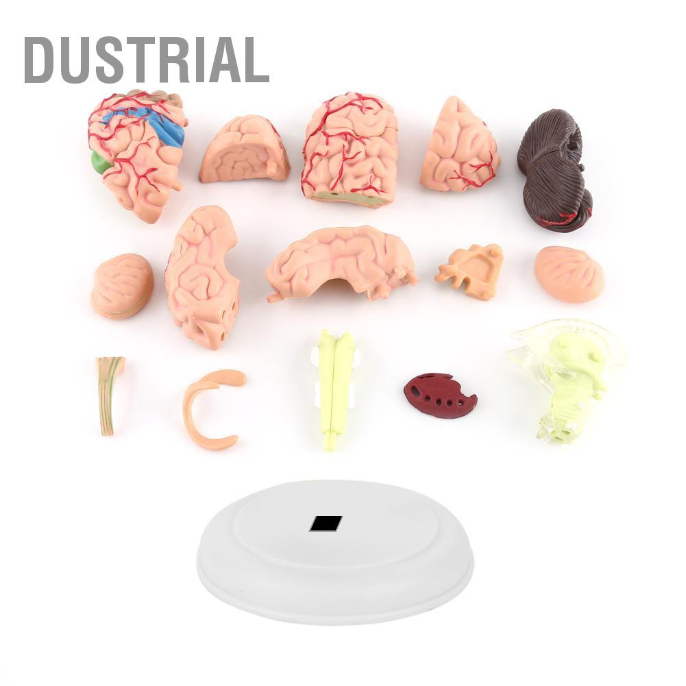 Dustrial 1 Máy Tính Tháo Rời Giải Phẫu Bộ Não Con Người Mô Hình Y Tế Dụng Cụ Giảng Dạy Đồ Chơi