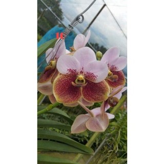 HOA LAN VANDA