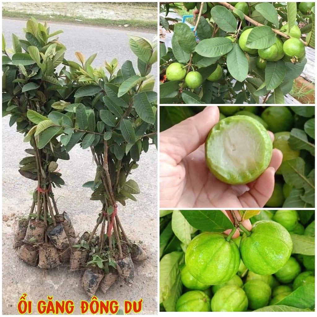 Cây giống Ôỉ ĐÔNG DƯ (SIÊU SỚM) [freeship xtra shopee]