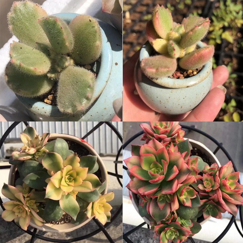 Chai Xịt Dinh Dưỡng phòng chống đen thân, thối lá, lên màu, phòng trừ sâu bệnh, Dành Cho Sen Đá, Xương Rồng, cẩm nhung,