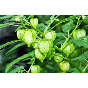 Cây thù lù khô 1kg