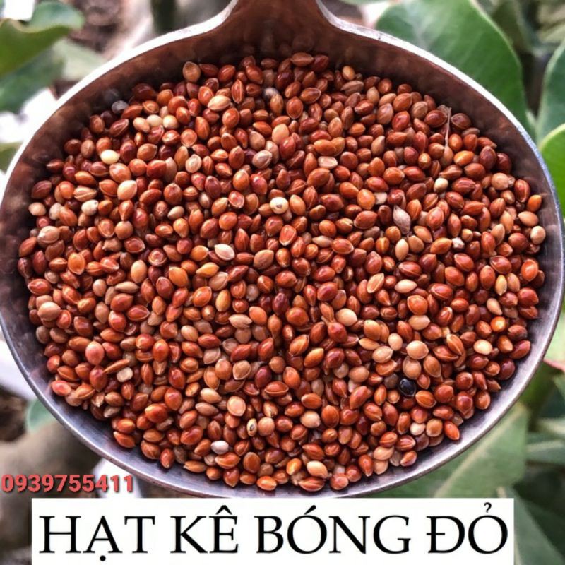 1KG Kê đỏ Hạt Lớn Cho Vẹt Kê đỏ Lớn Cho Chim Yến Phụng Kê đỏ Cho Chim Sắc Nhật Kê đỏ Cho Vẹt Love Bird